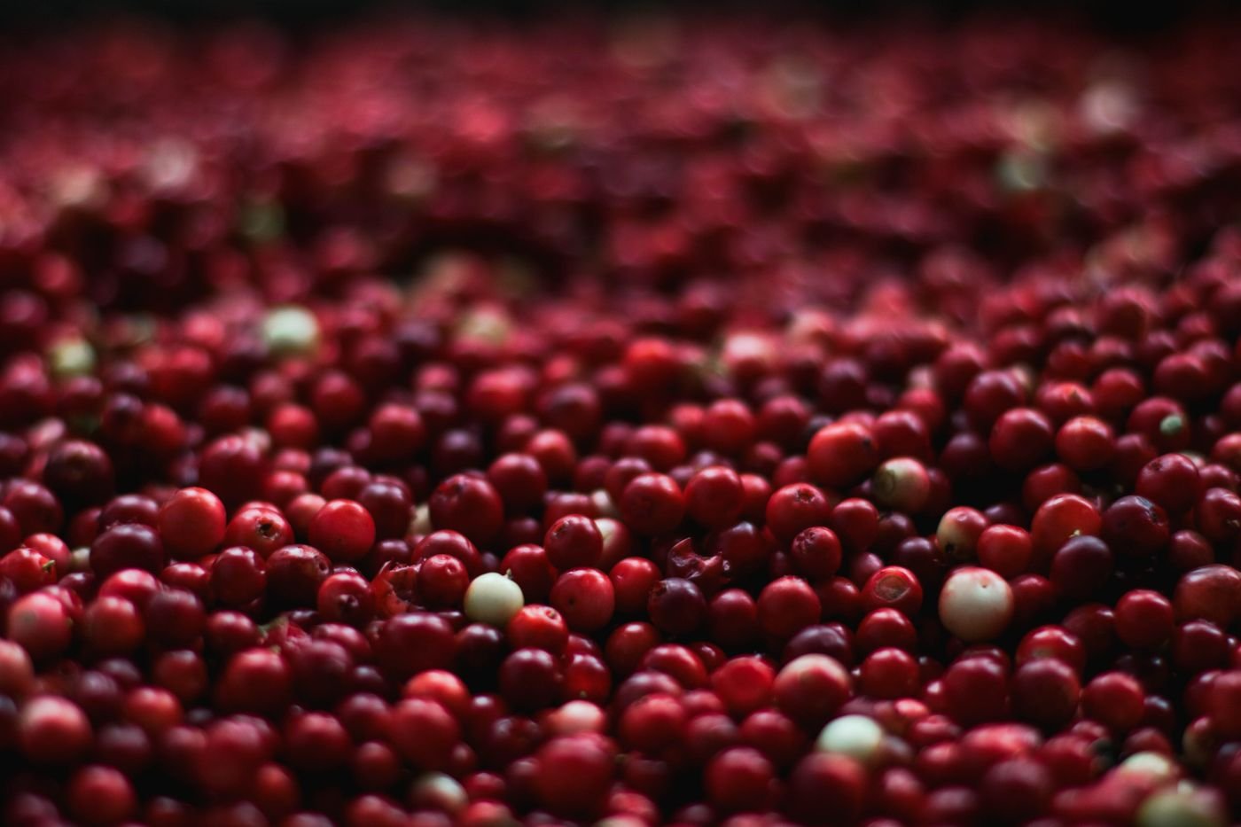 Fresh red cranberries